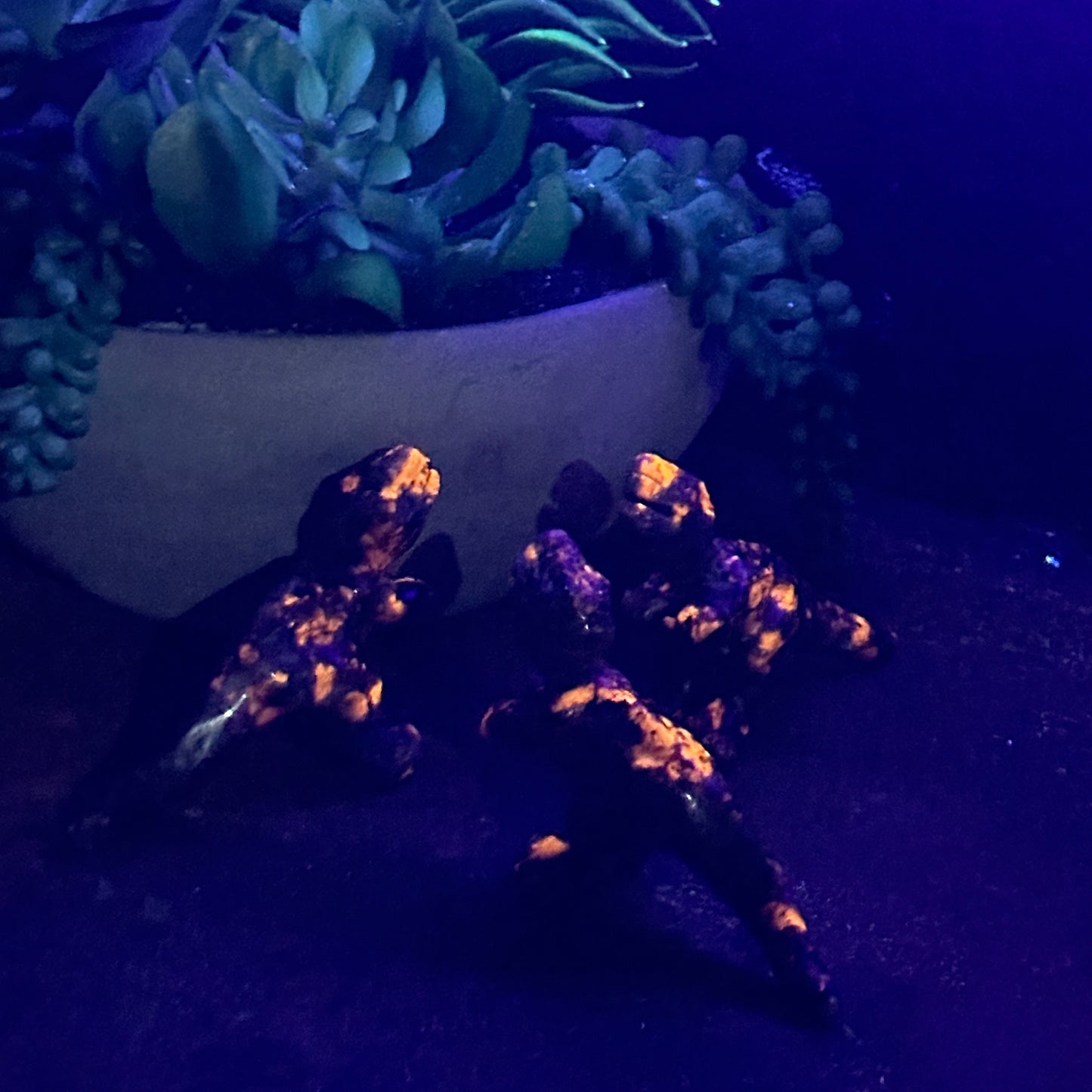 Tyrannosaurus Rex Dinosaur Yooperlite Crystal Carving – UV-Reactive Glow, Jurassic Power & Spiritual Healing