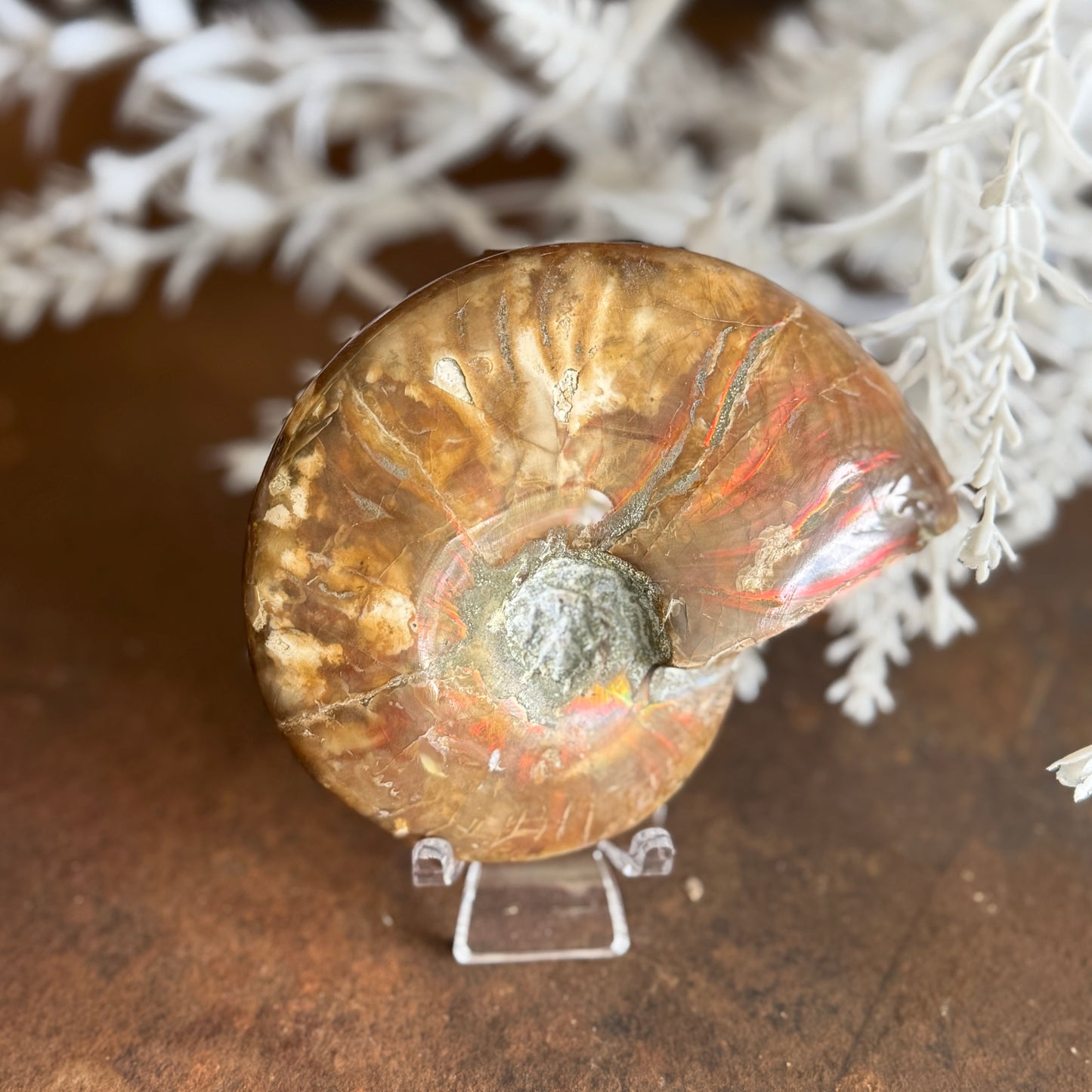 Ammonite Fossils for spiritual growth, transformation, protection, and energy alignment