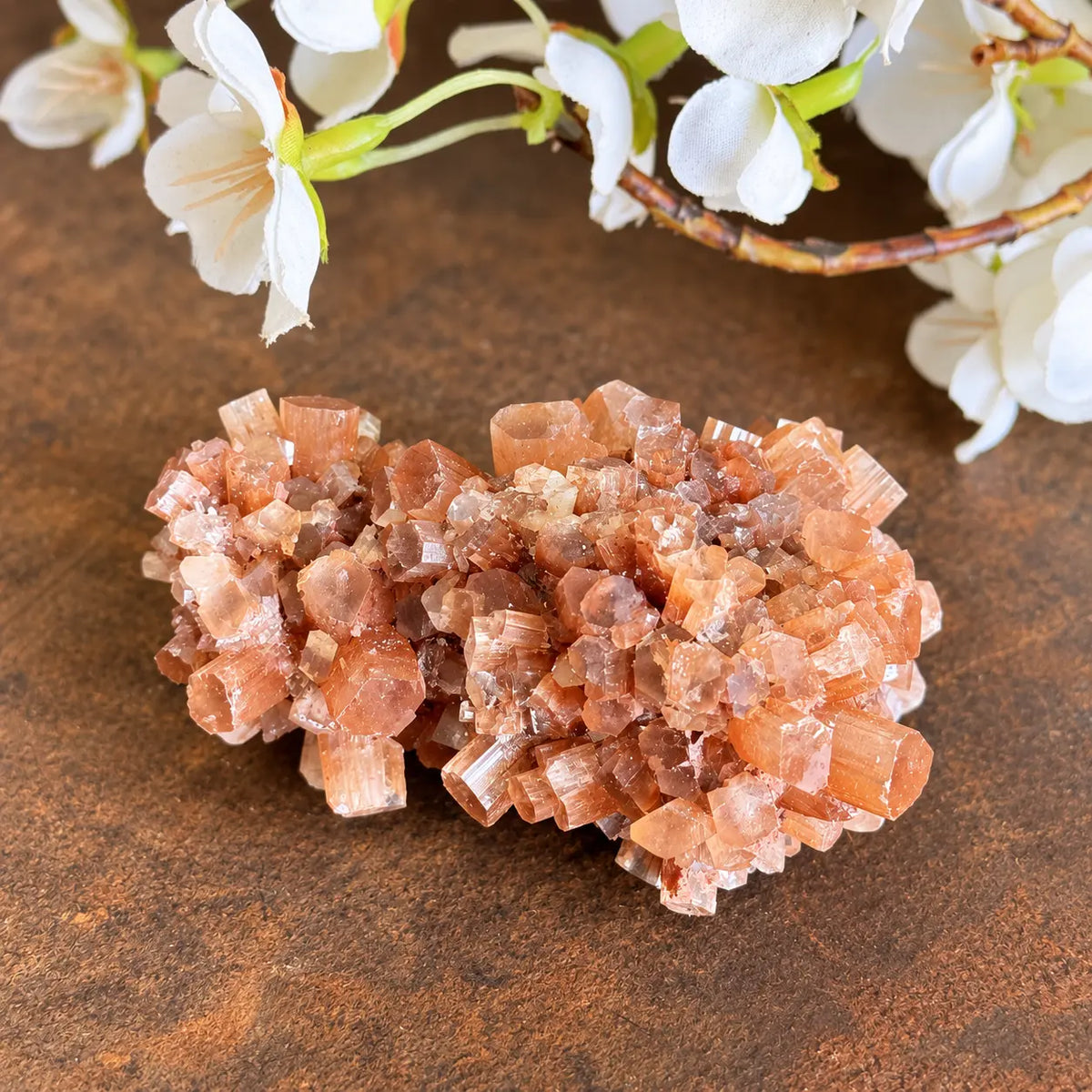 Aragonite crystal cluster exact piece A on warm cream background