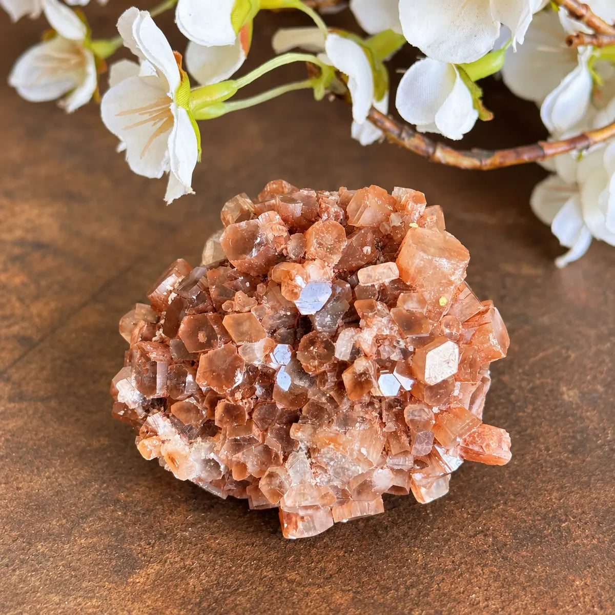 Aragonite crystal cluster exact piece B on warm cream background