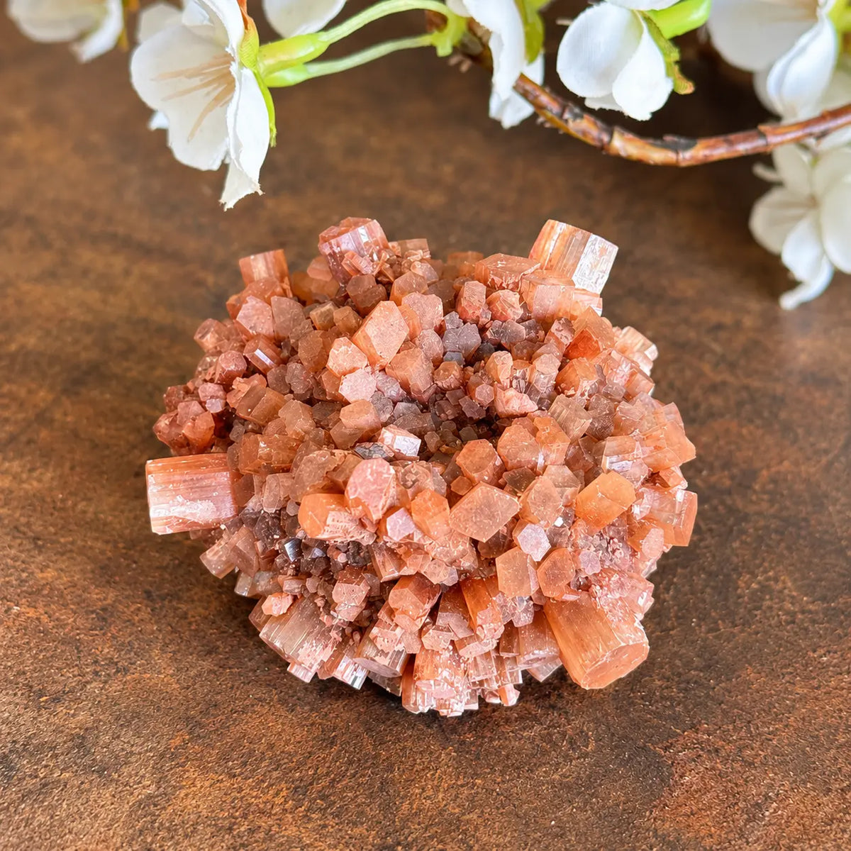 Aragonite crystal cluster exact piece C on warm cream background
