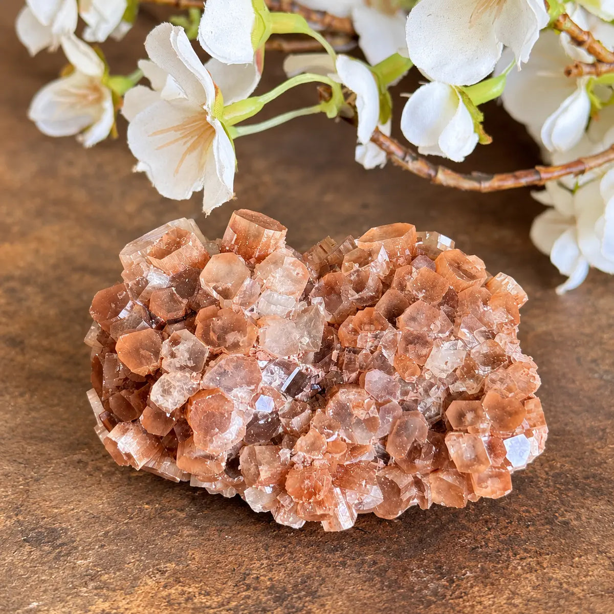 Aragonite crystal cluster exact piece D on warm cream background