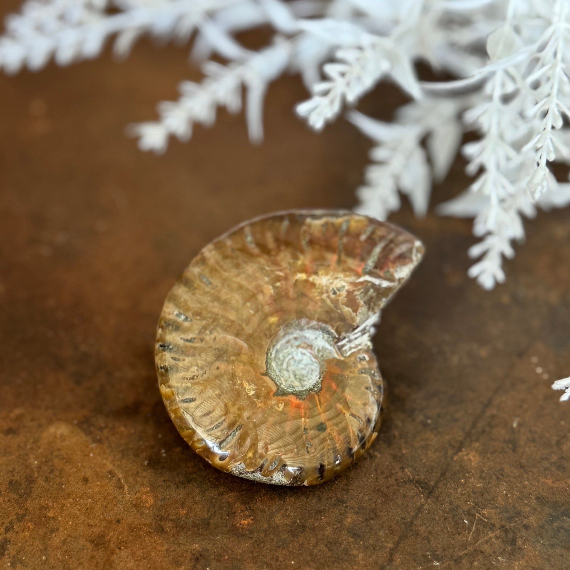 Ammonite Fossils for spiritual growth, transformation, protection, and energy alignment