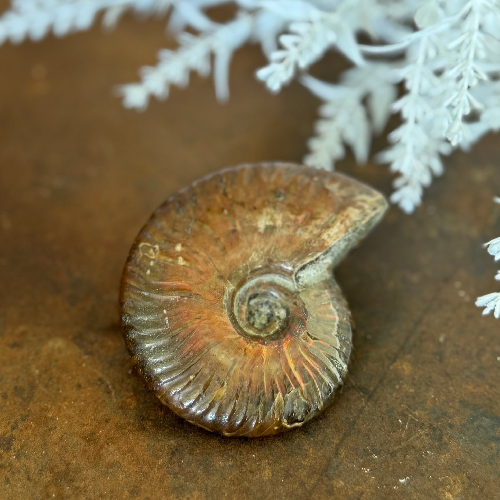 Ammonite Fossils for spiritual growth, transformation, protection, and energy alignment