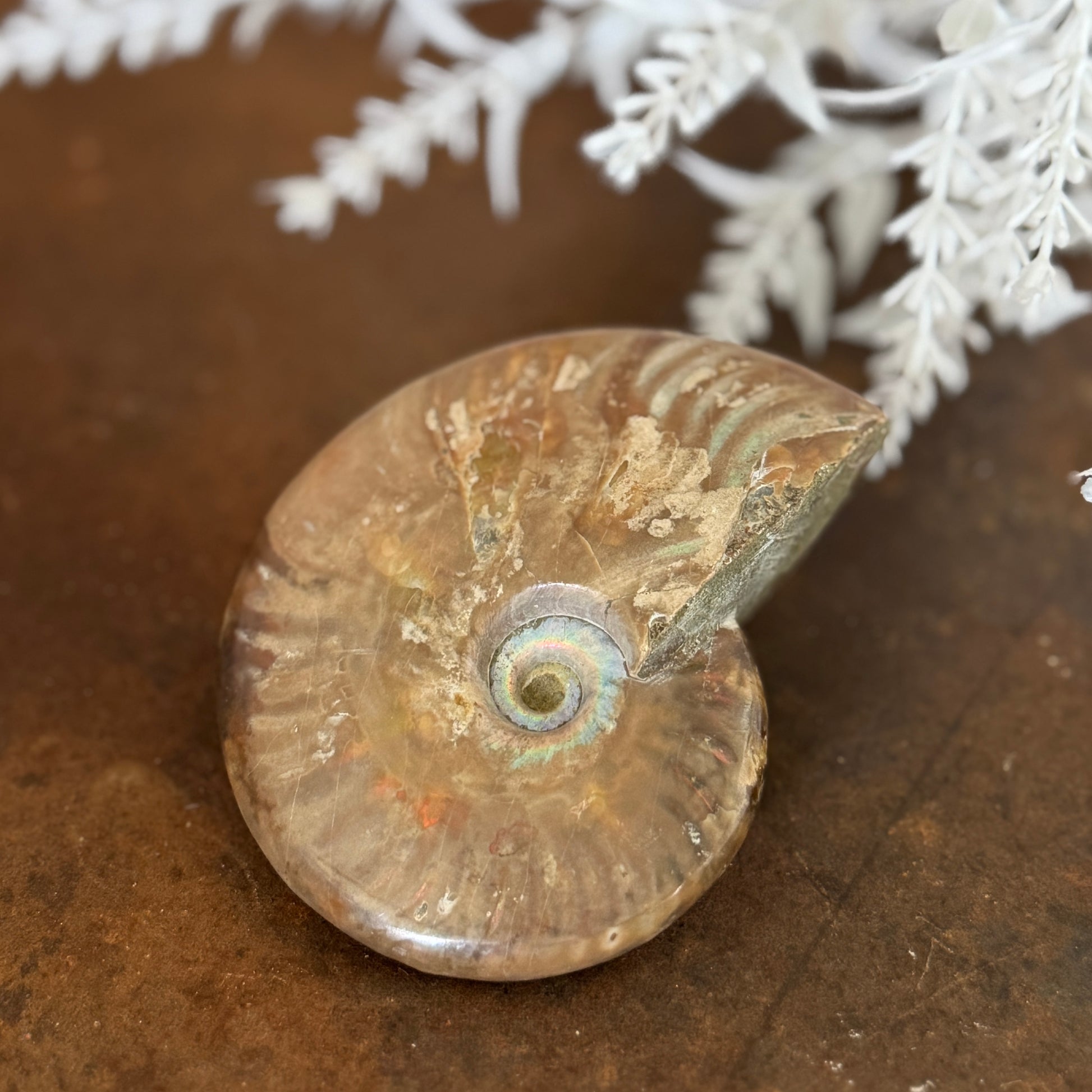 Ammonite Fossils for spiritual growth, transformation, protection, and energy alignment