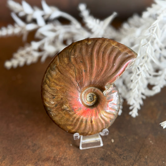 Ammonite Fossils for spiritual growth, transformation, protection, and energy alignment