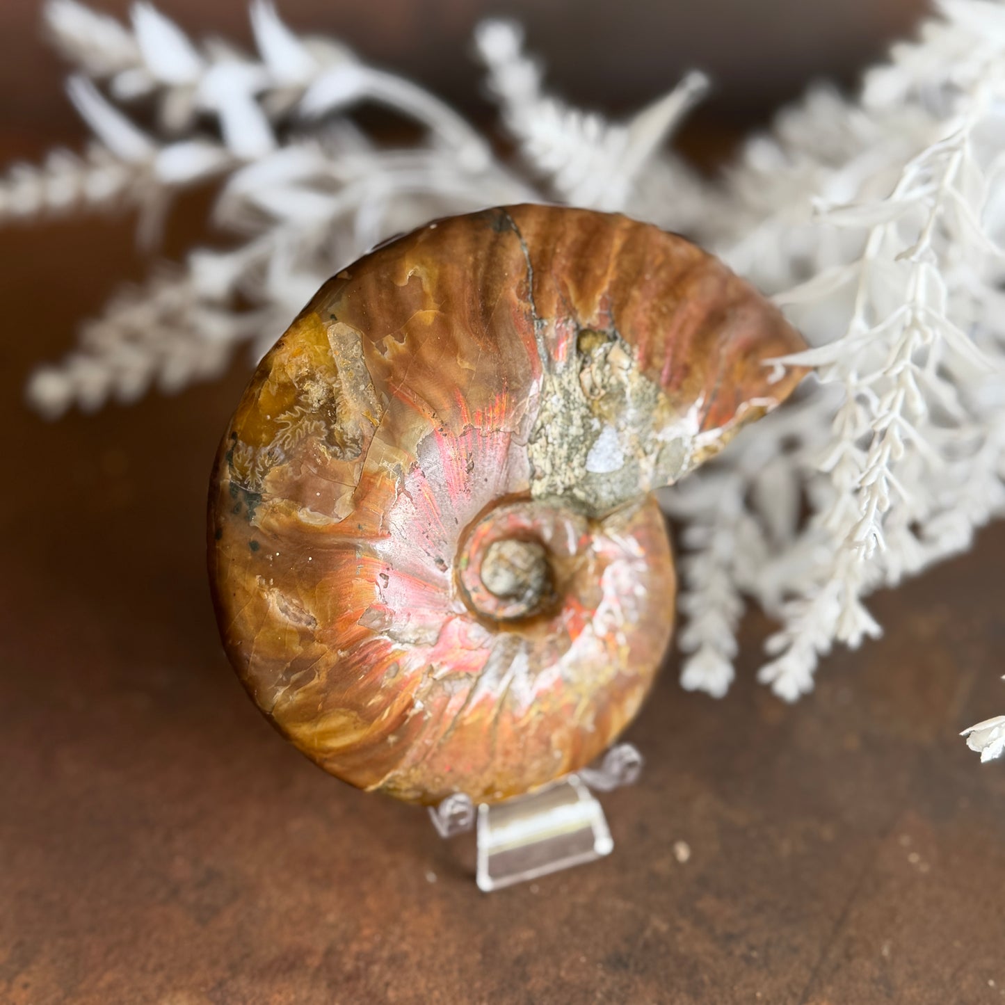 Ammonite Fossils for spiritual growth, transformation, protection, and energy alignment