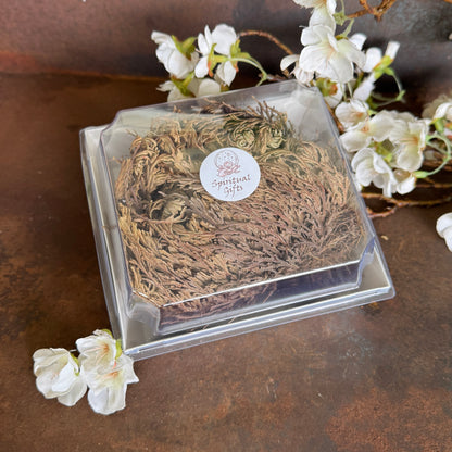 Rose of Jericho – Resurrection Plant for Abundance, Renewal & Spiritual Cleansing