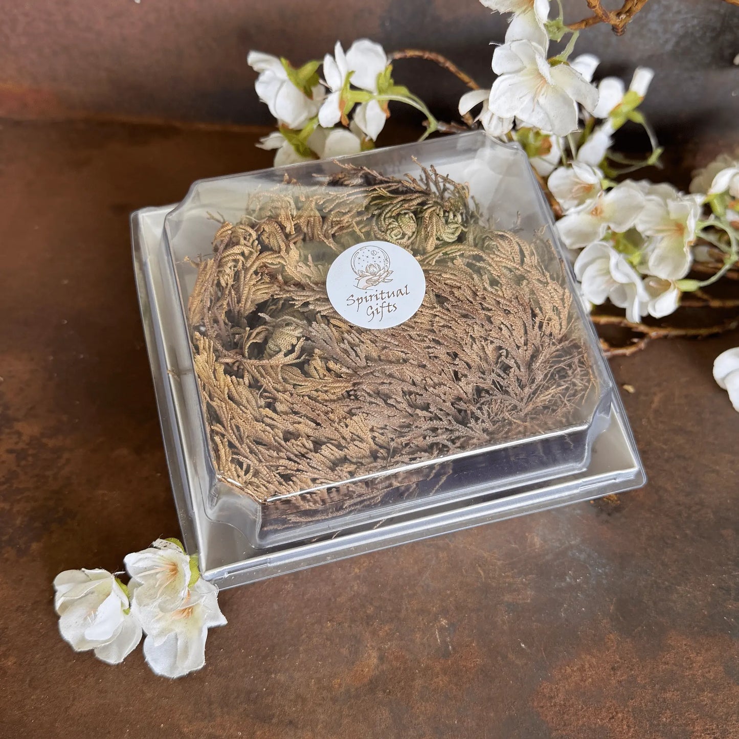 Rose of Jericho Resurrection Plant for abundance, spiritual cleansing, protection & renewal. A powerful ritual tool and meaningful spiritual gift.