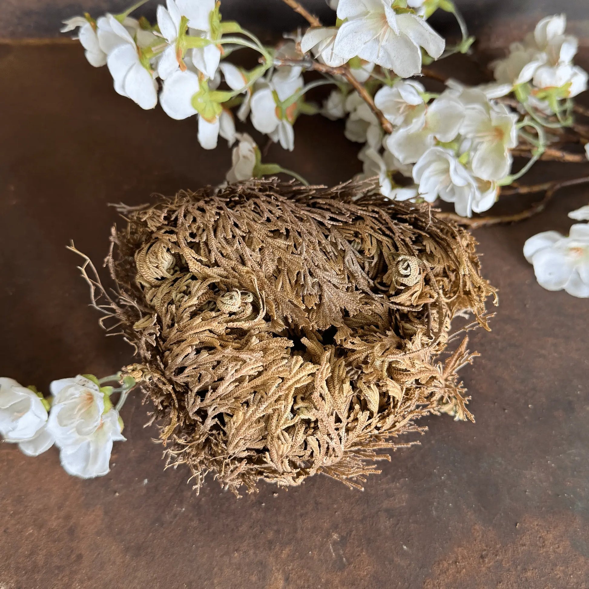 Rose of Jericho Resurrection Plant for abundance, spiritual cleansing, protection & renewal. A powerful ritual tool and meaningful spiritual gift.