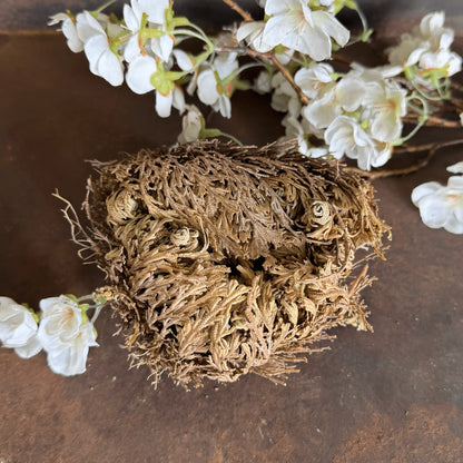 Rose of Jericho Resurrection Plant for abundance, spiritual cleansing, protection & renewal. A powerful ritual tool and meaningful spiritual gift.