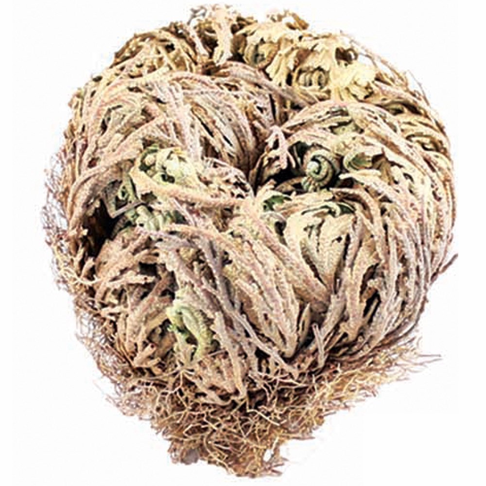 A withered Rose of Jericho plant, with a brownish appearance, coiled up and appearing dead.
