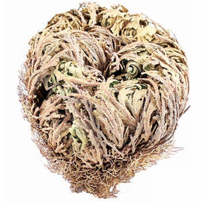 A withered Rose of Jericho plant, with a brownish appearance, coiled up and appearing dead.