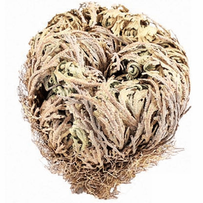 Rose of Jericho Resurrection Plant for abundance, spiritual cleansing, protection & renewal. A powerful ritual tool and meaningful spiritual gift.
