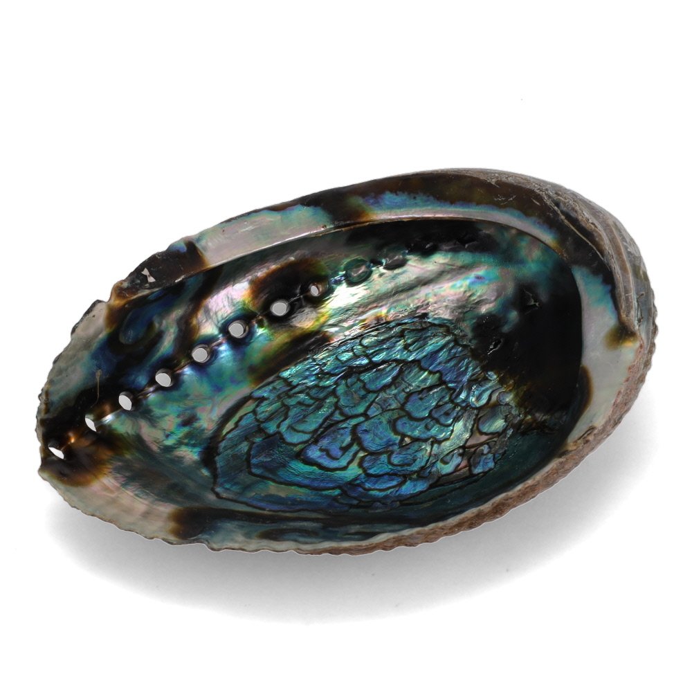 Abalone Shell (LARGE) 15cm
