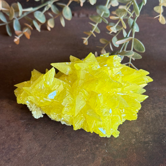 Sulphur specimen with a wide, low cluster of bright yellow tabular crystals and white matrix base on a dark stone surface